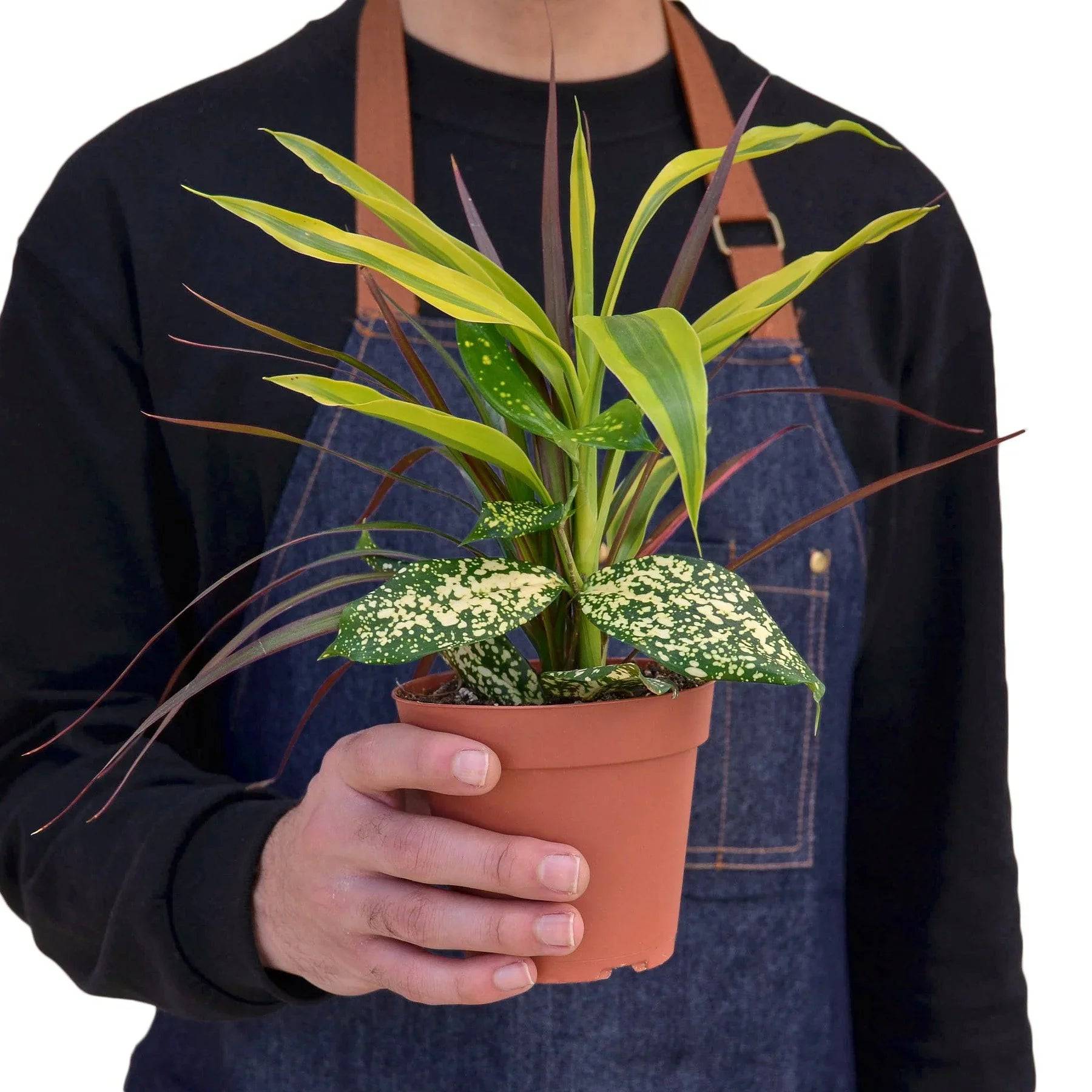 Dracaena 'Combo' - Plantonio