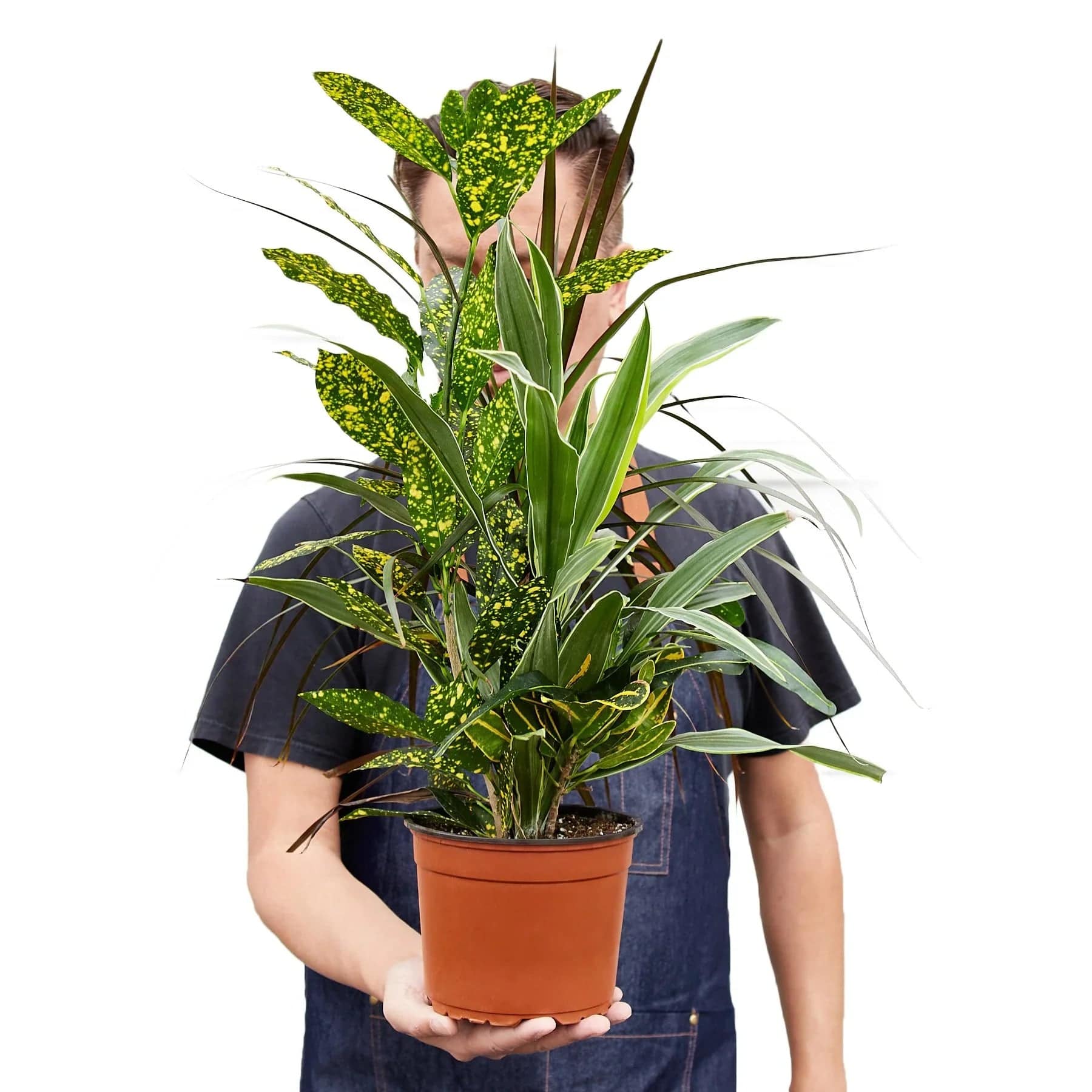 Dracaena 'Combo' - Plantonio