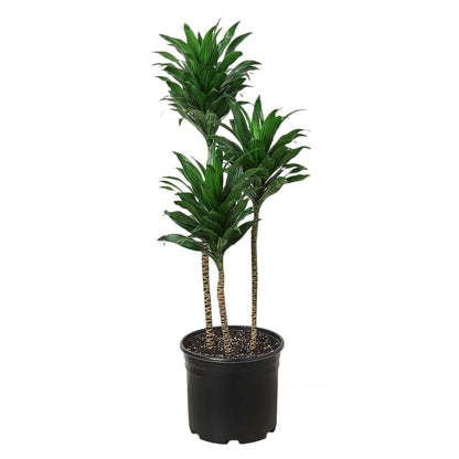 Dracaena 'Craigii' 3-4 ft Tall - 9" Pot - Plantonio