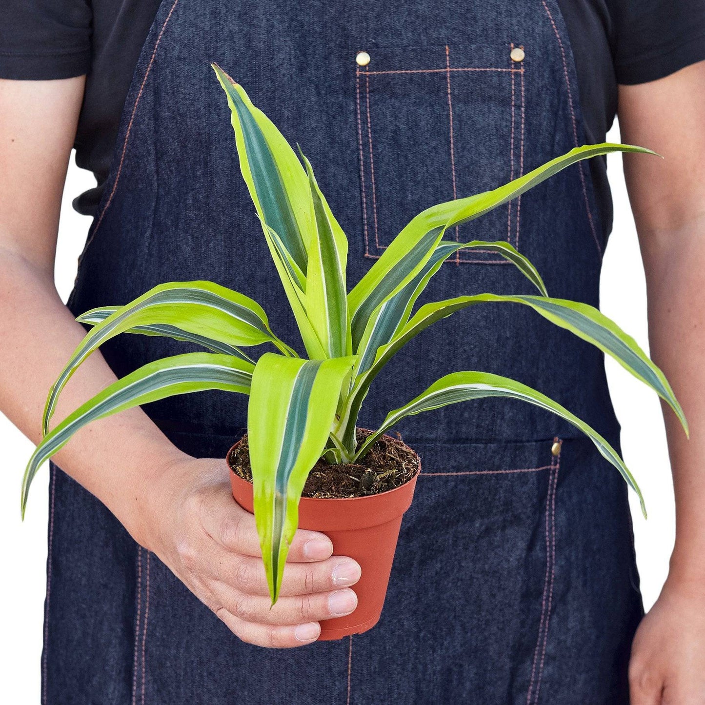 Dracaena Deremensis 'Lemon Surprise' - Plantonio