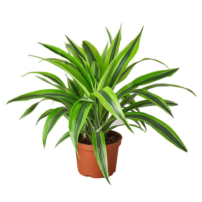 Dracaena Deremensis 'Lemon Surprise' - Plantonio