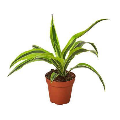 Dracaena Deremensis 'Lemon Surprise' - Plantonio