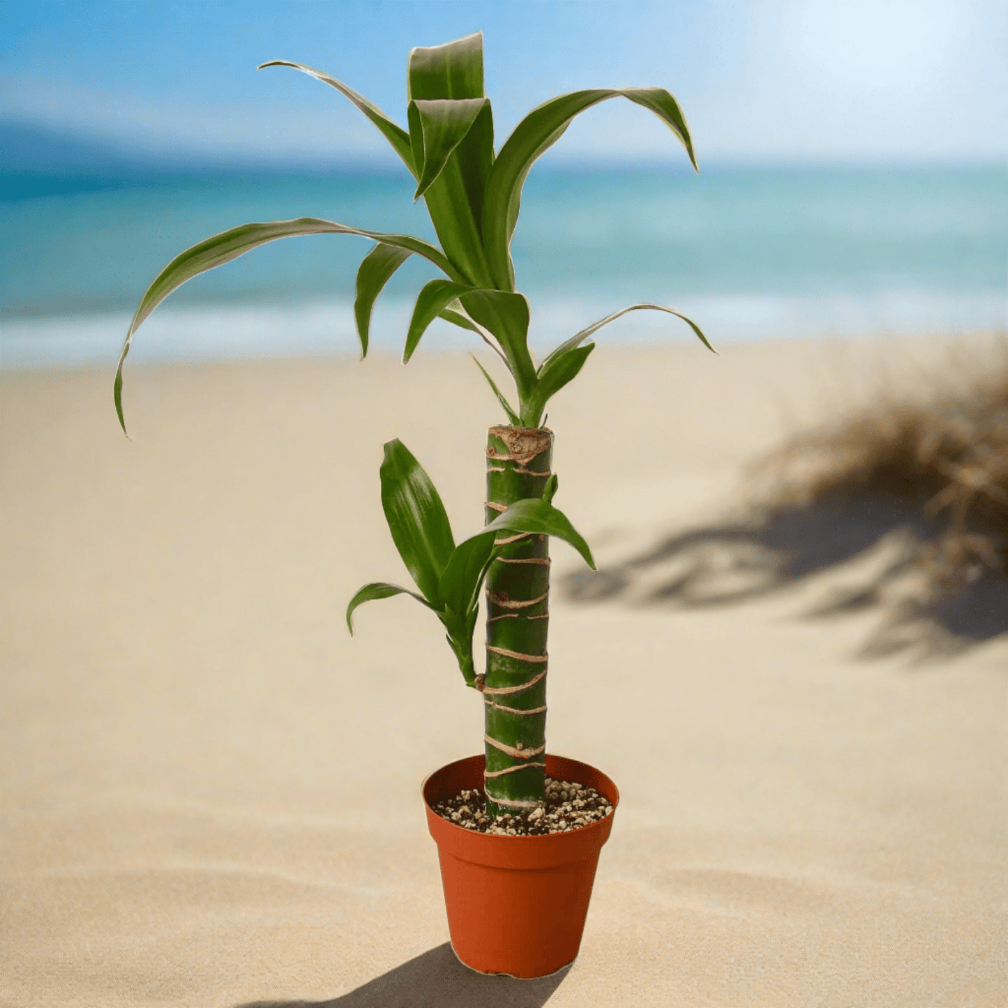 Dracaena Elegance - Plantonio