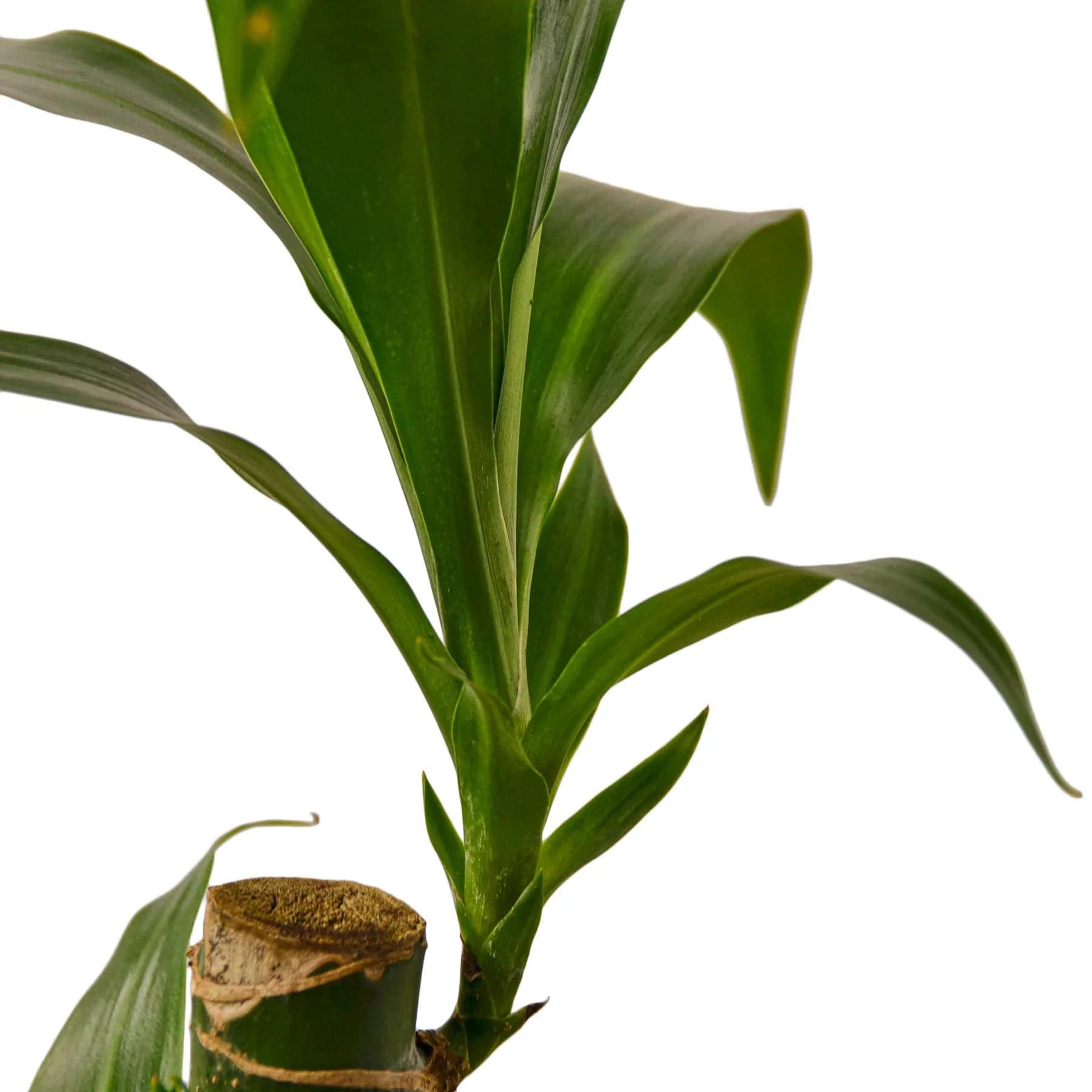 Dracaena Elegance - Plantonio