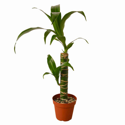 Dracaena Elegance - Plantonio