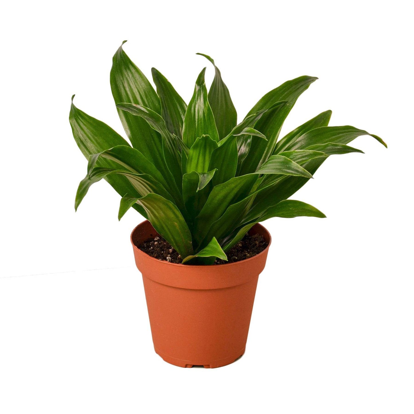 Dracaena 'Janet Craig' - Plantonio