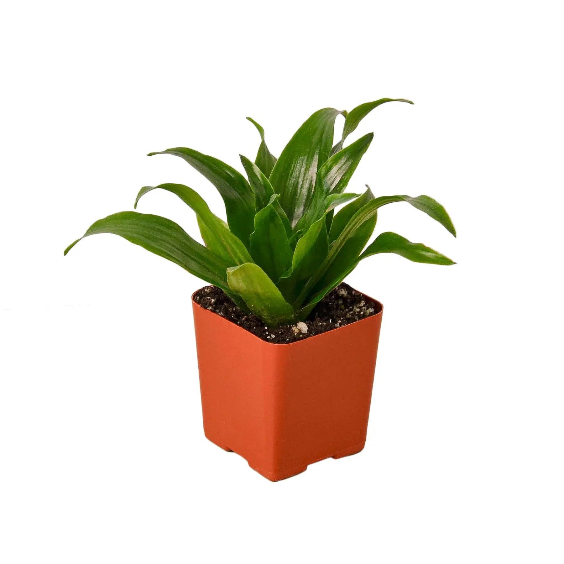 Dracaena 'Janet Craig' - Plantonio