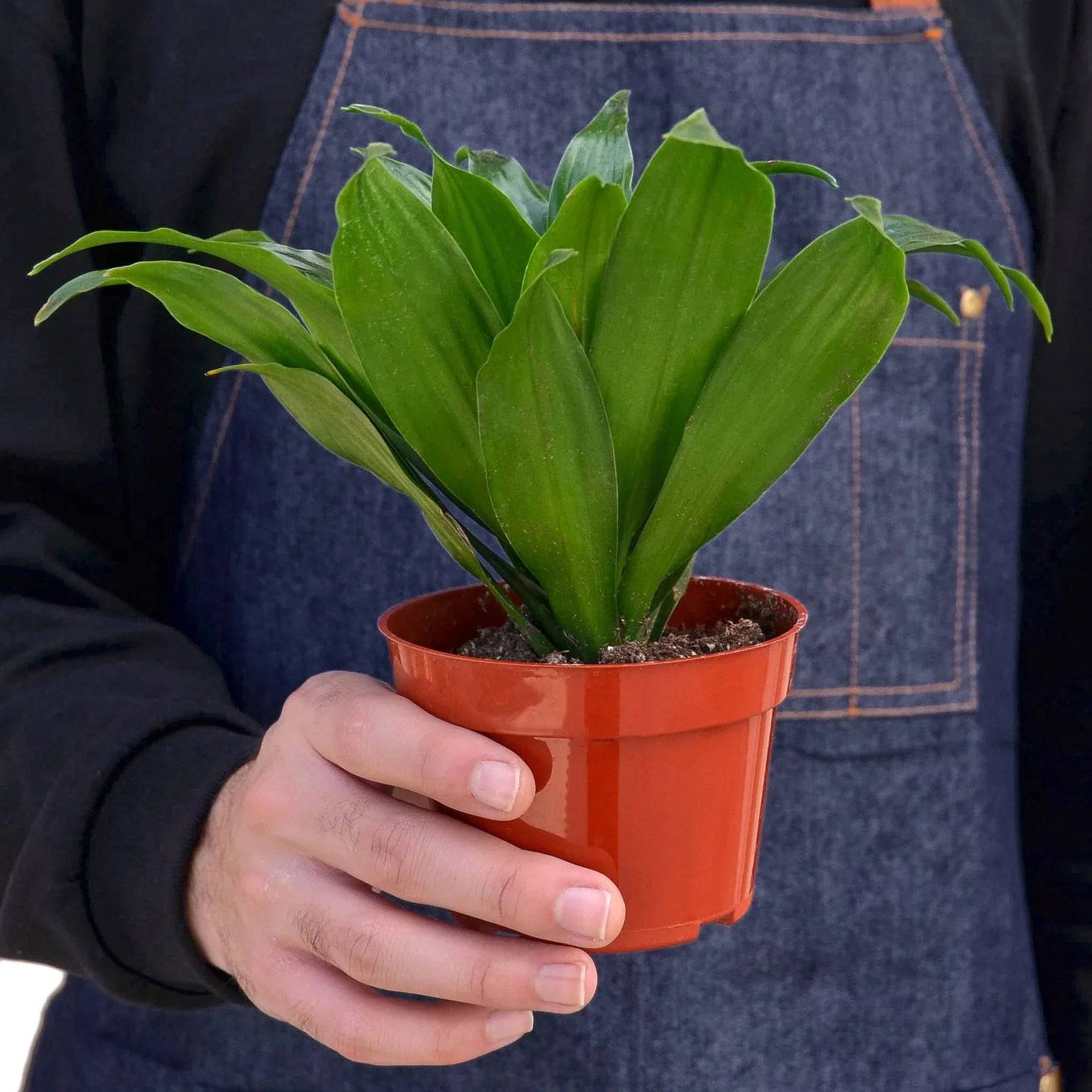 Dracaena 'Janet Craig' - Plantonio