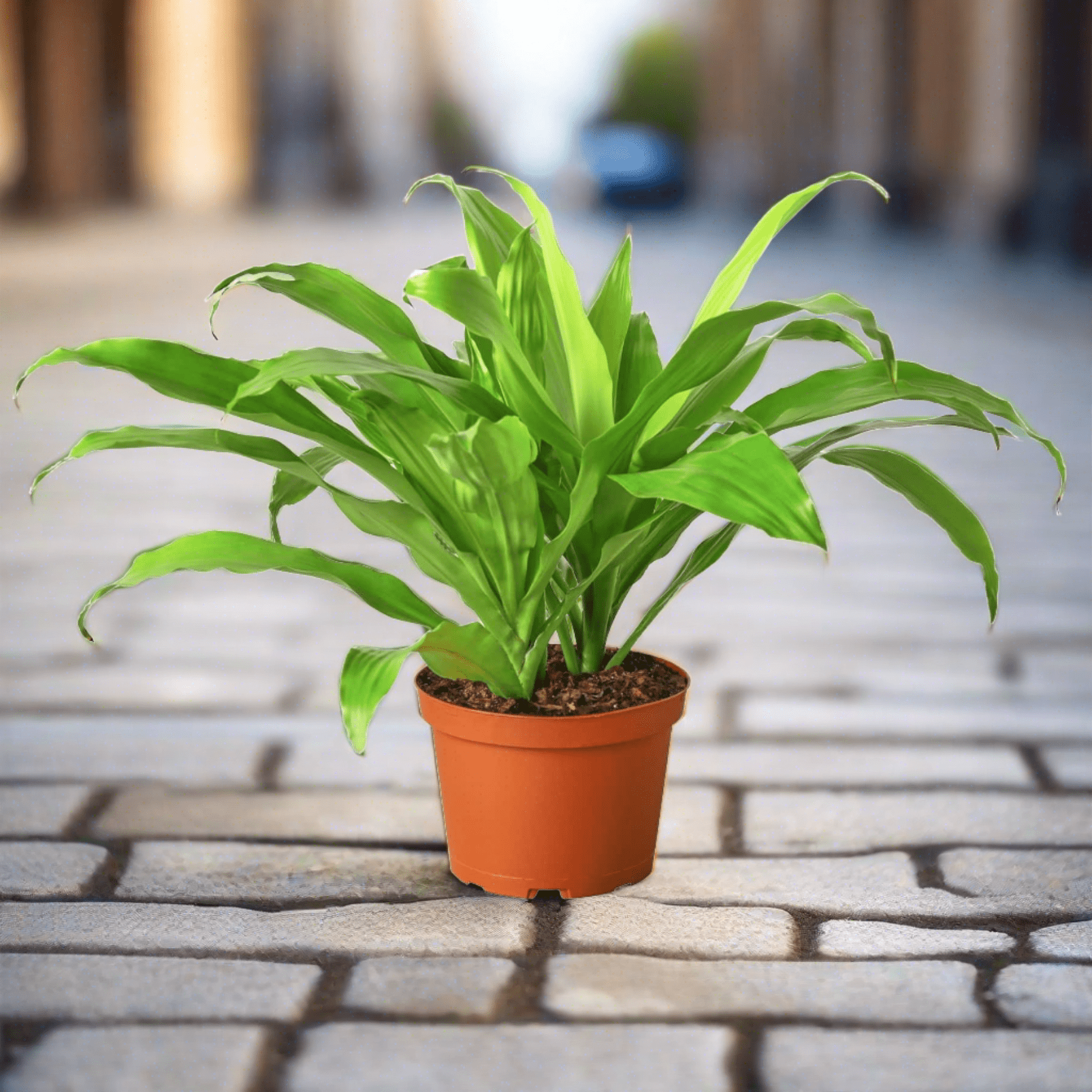 Dracaena 'Lime Light' - Plantonio