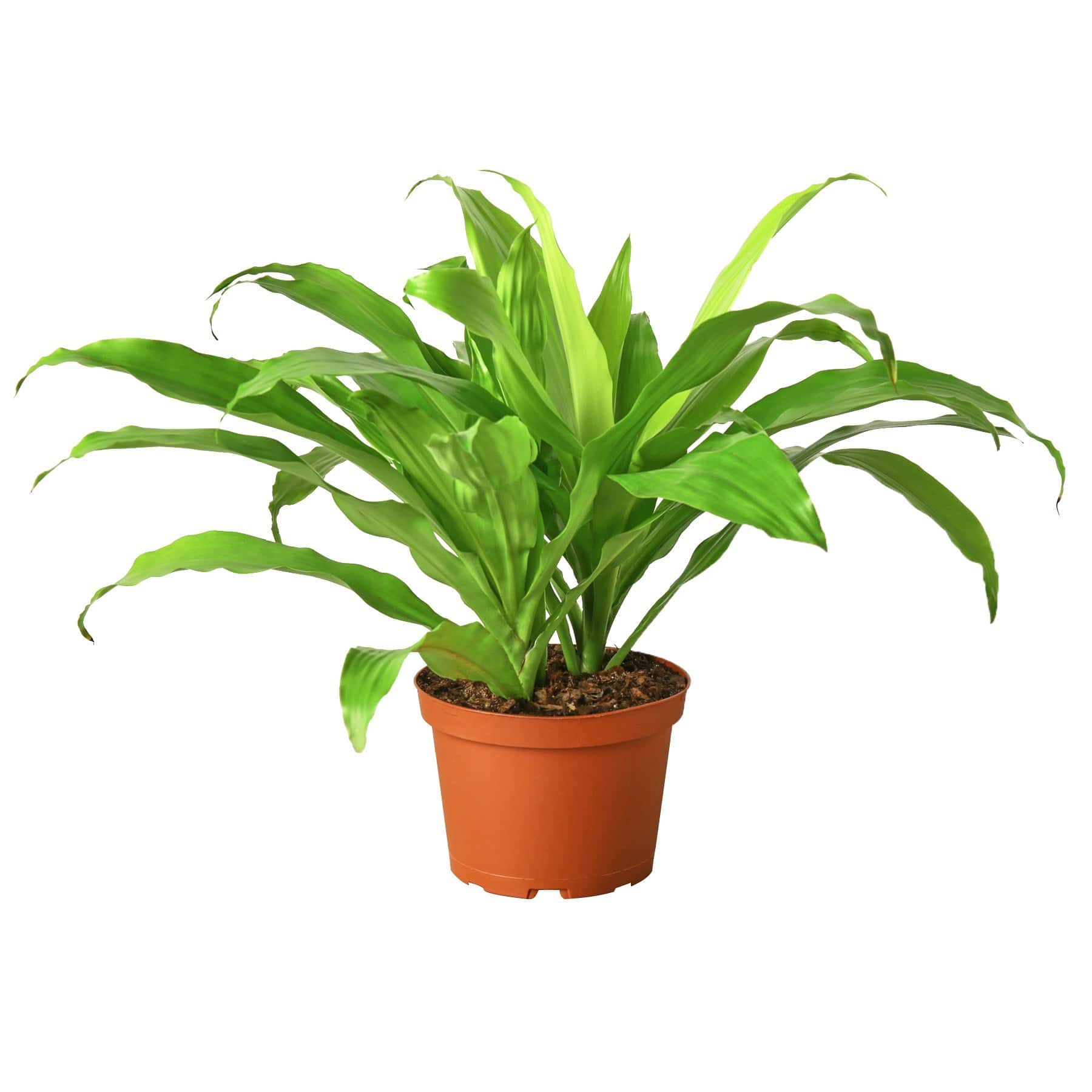 Dracaena 'Lime Light' - Plantonio