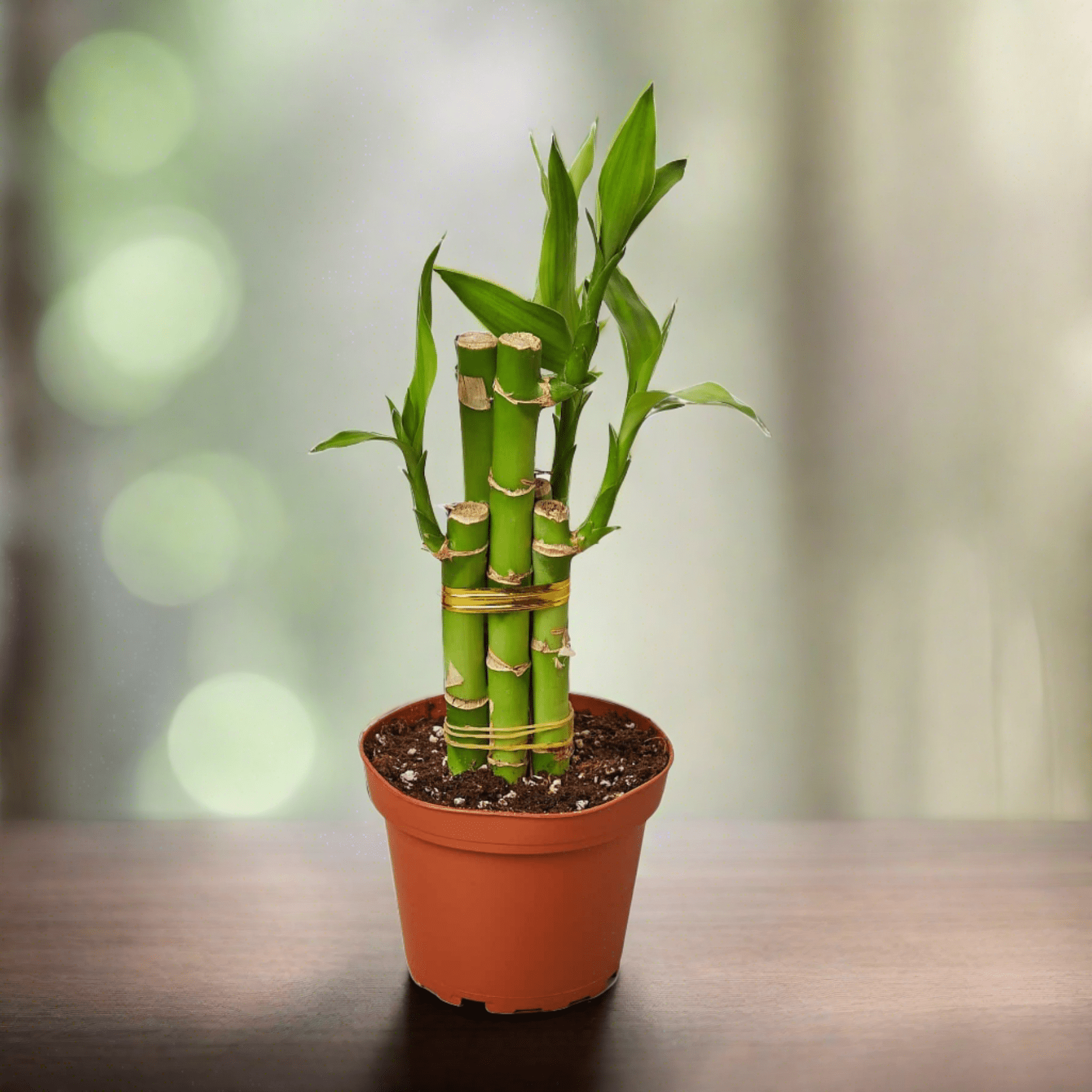 Dracaena 'Lucky Bamboo' - Plantonio
