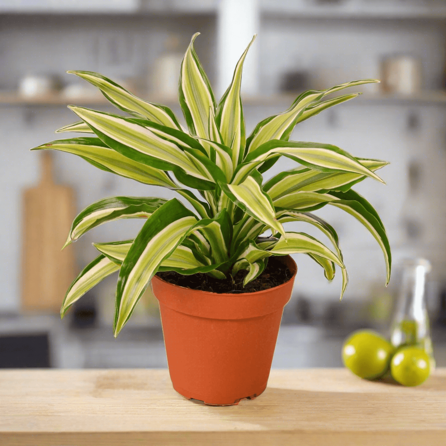 Dracaena 'Malaika' - Plantonio