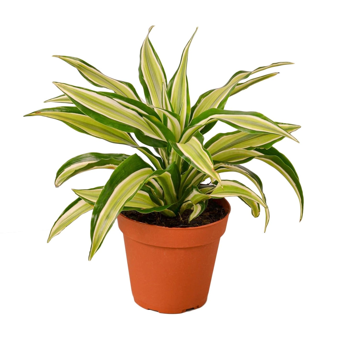 Dracaena 'Malaika' - Plantonio