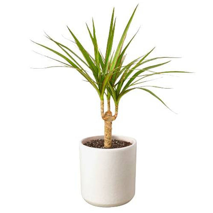 Dracaena Marginata Cane - Plantonio