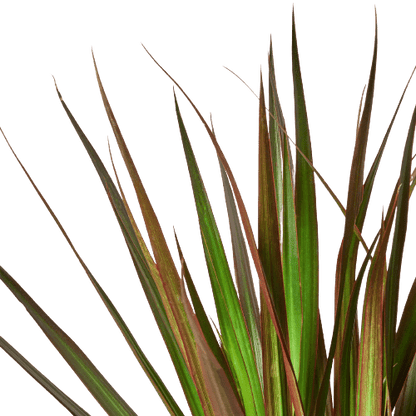 Dracaena 'Marginata Magenta' - Plantonio