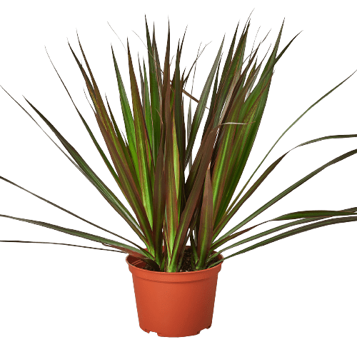 Dracaena 'Marginata Magenta' - Plantonio