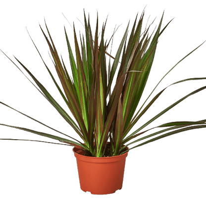 Dracaena 'Marginata Magenta' - Plantonio