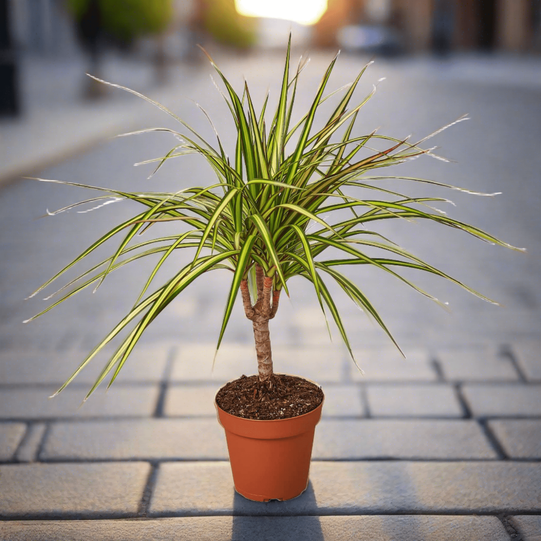 Dracaena Marginata 'Sunshine' - Plantonio