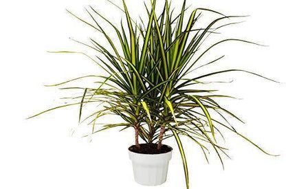 Dracaena Marginata 'Sunshine' - Plantonio