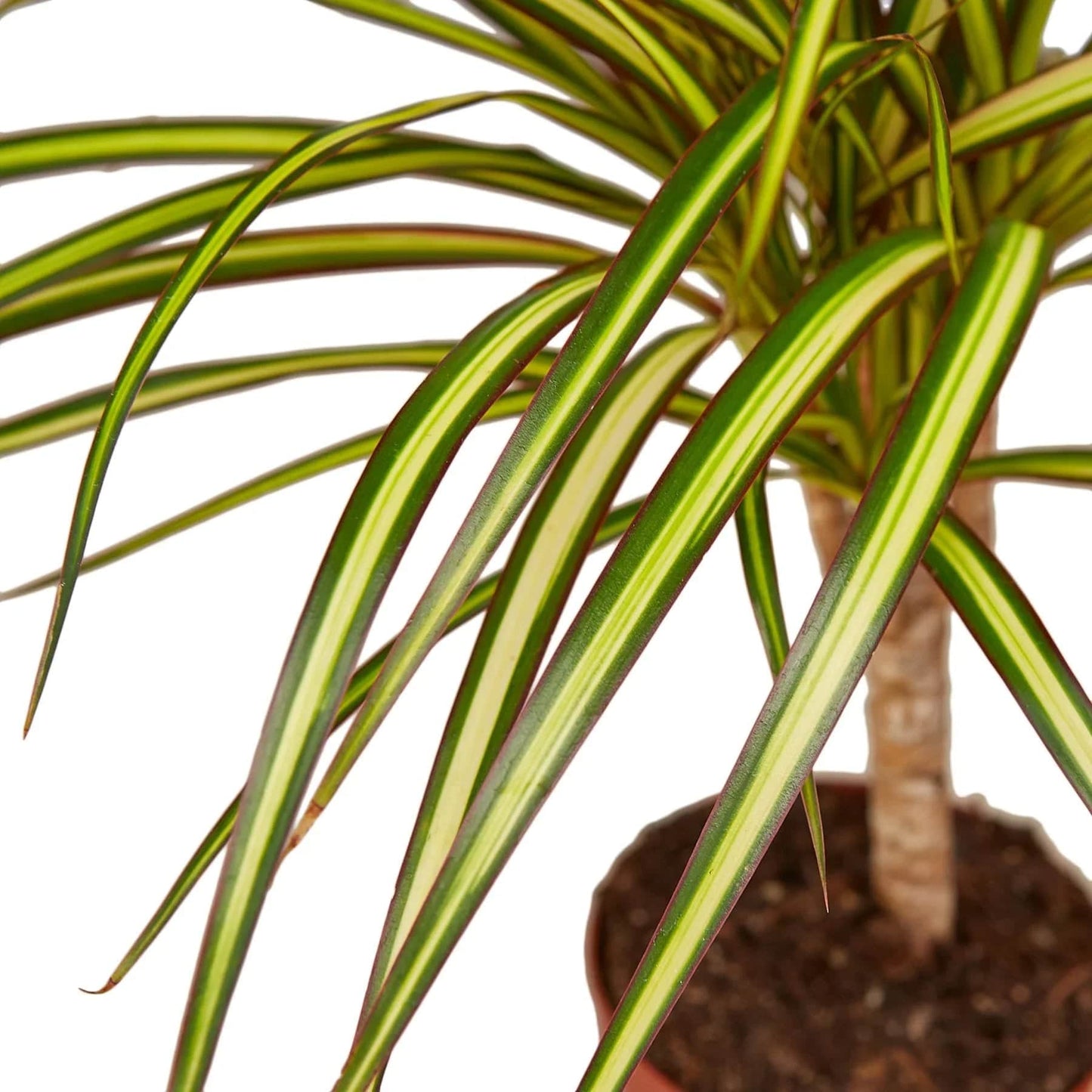 Dracaena Marginata 'Sunshine' - Plantonio