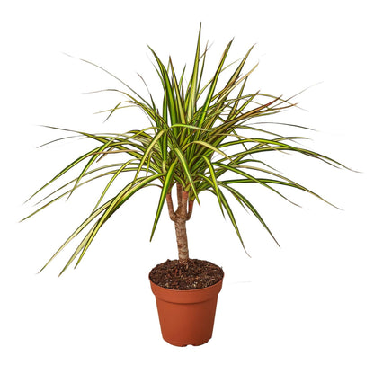 Dracaena Marginata 'Sunshine' - Plantonio