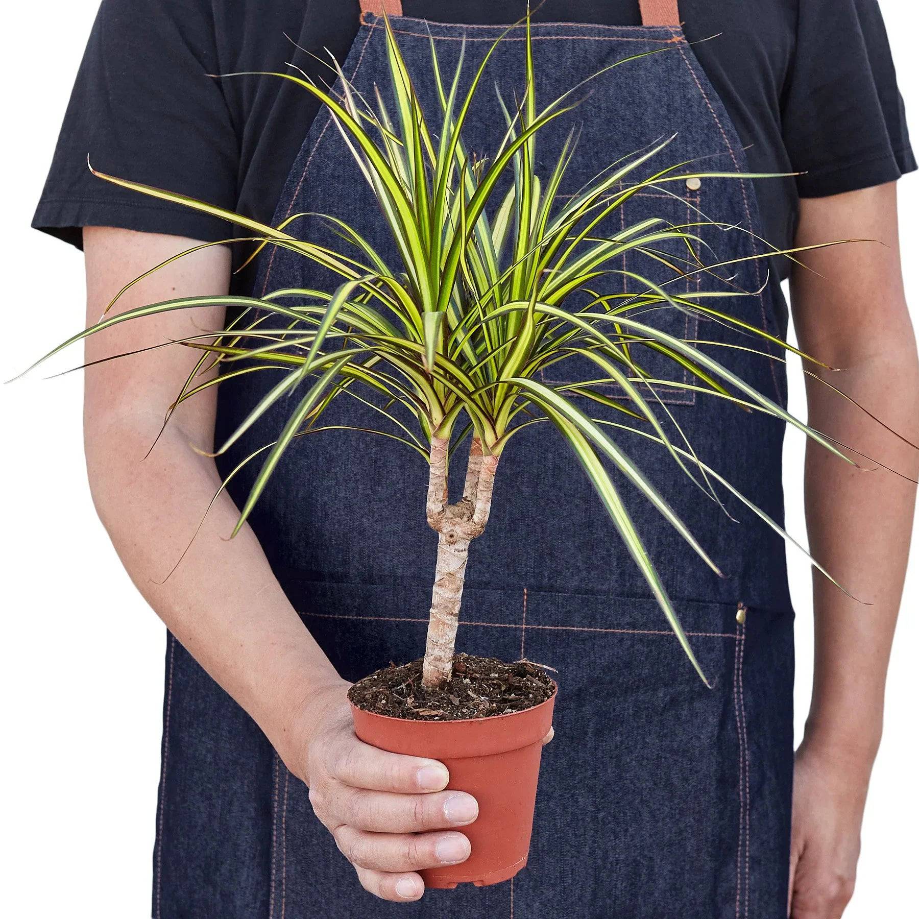 Dracaena Marginata 'Sunshine' - Plantonio