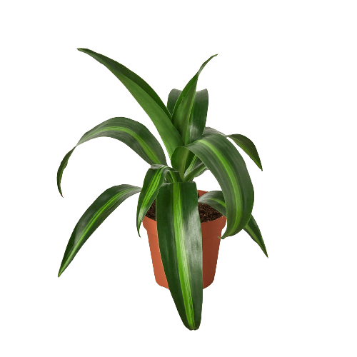 Dracaena 'Massangeana' - 4" Pot - Plantonio