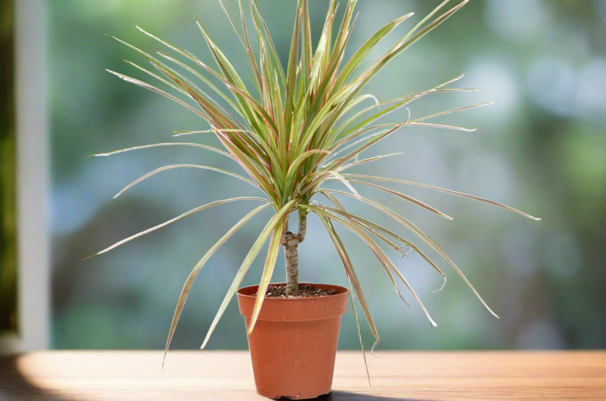 Dracaena 'Red Margined' - 4" Pot - Plantonio