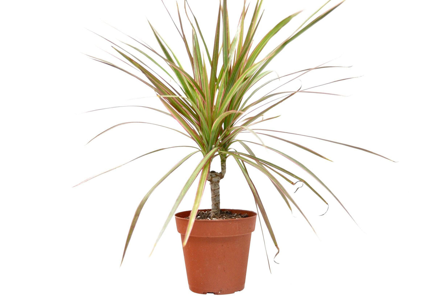 Dracaena 'Red Margined' - 4" Pot - Plantonio