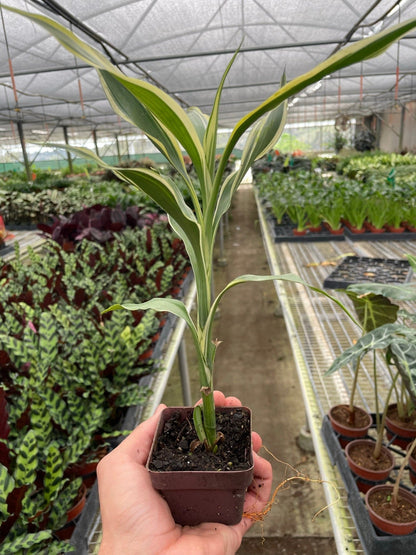 Dracaena 'Sanderiana' - Plantonio