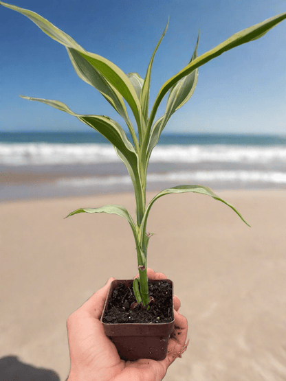 Dracaena 'Sanderiana' - Plantonio