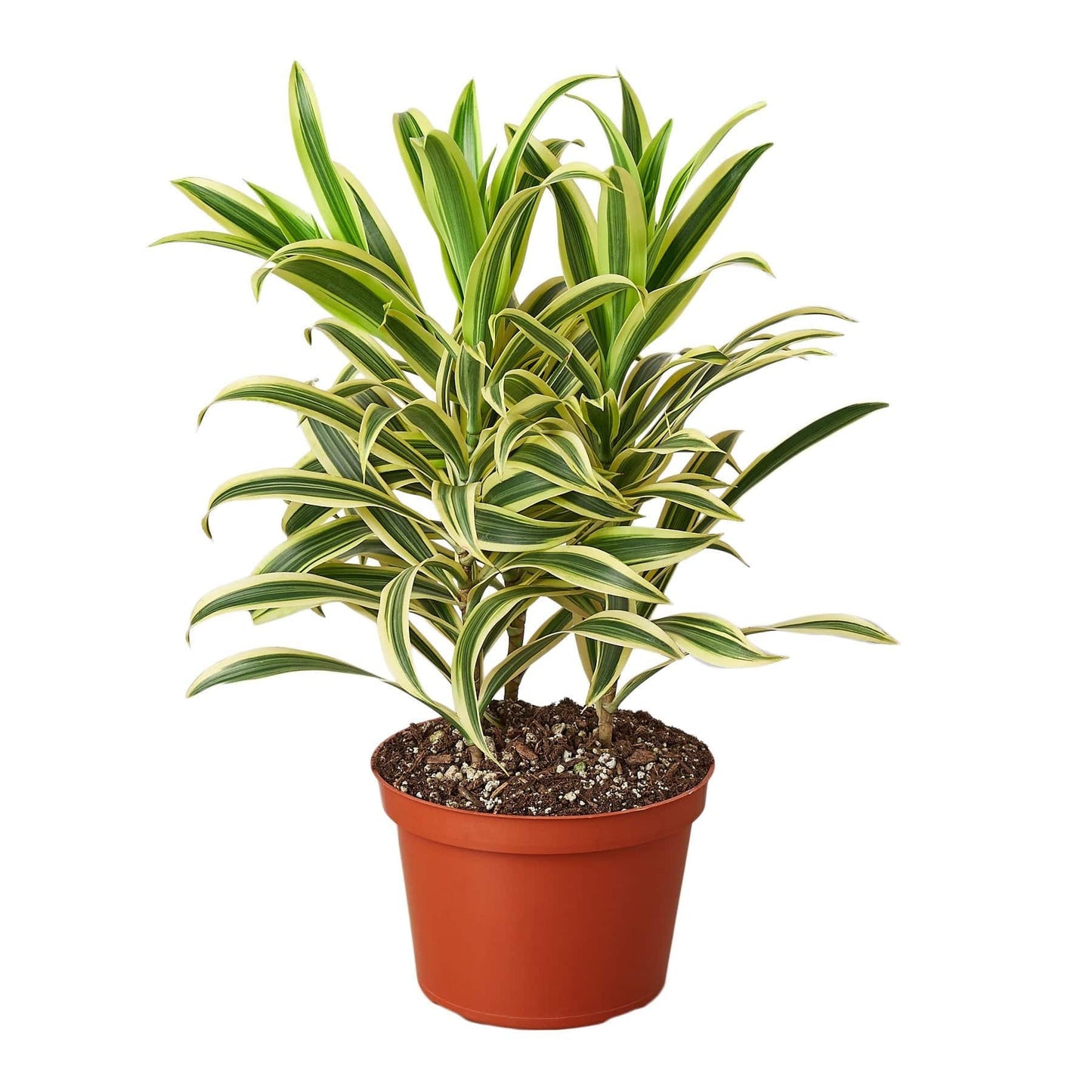 Dracaena 'Song of India' - Plantonio