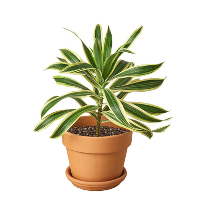 Dracaena 'Song of India' - Plantonio