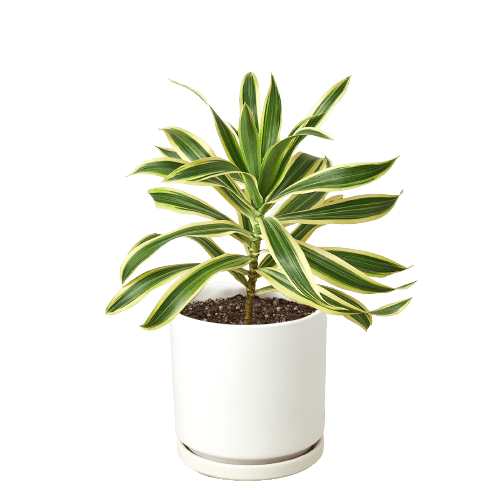 Dracaena 'Song of India' - Plantonio