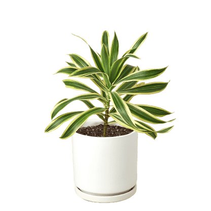 Dracaena 'Song of India' - Plantonio