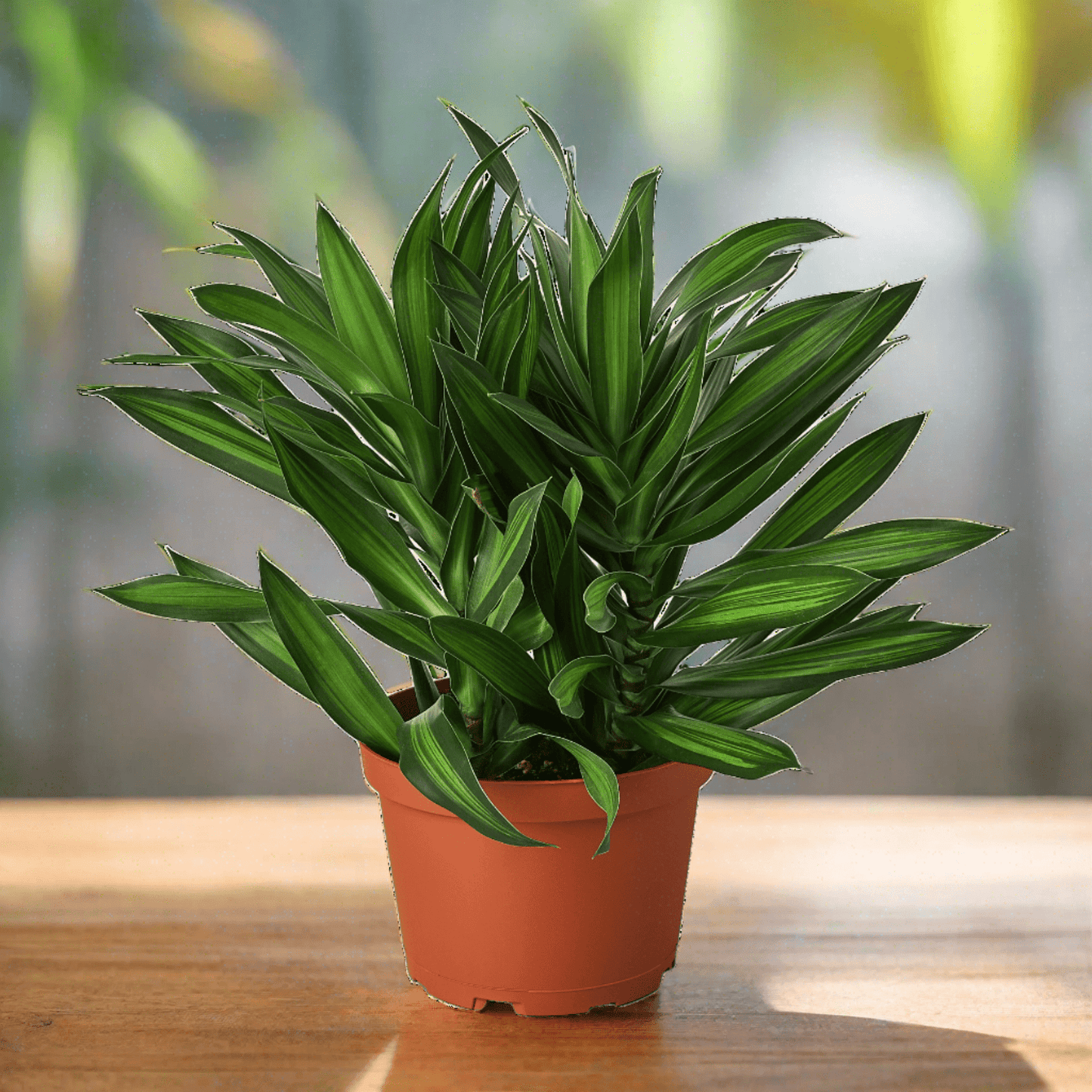 Dracaena 'Song of Jamaica' - Plantonio