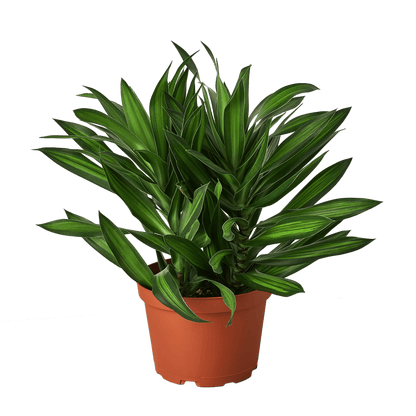 Dracaena 'Song of Jamaica' - Plantonio