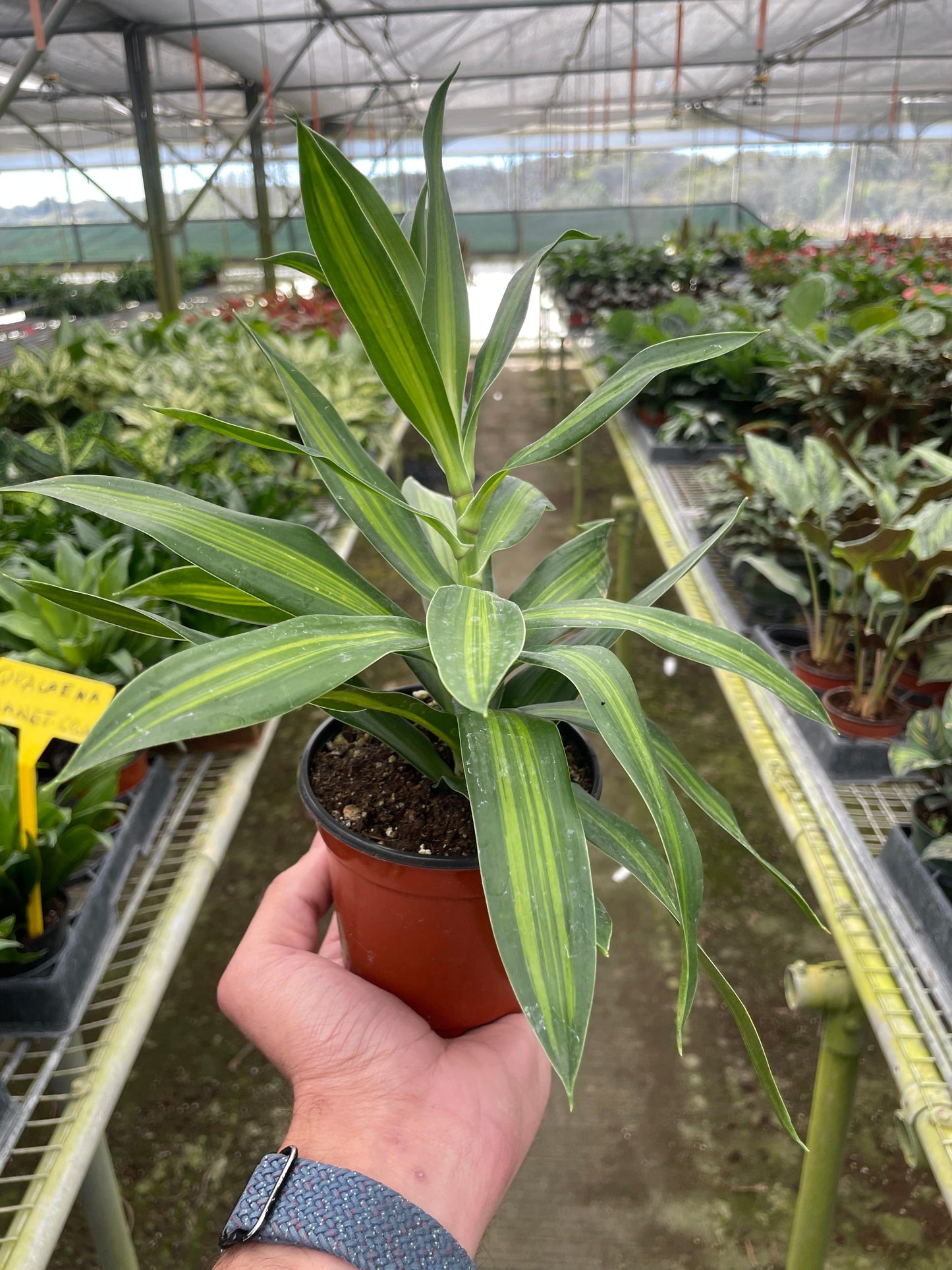 Dracaena 'Song of Jamaica' - Plantonio