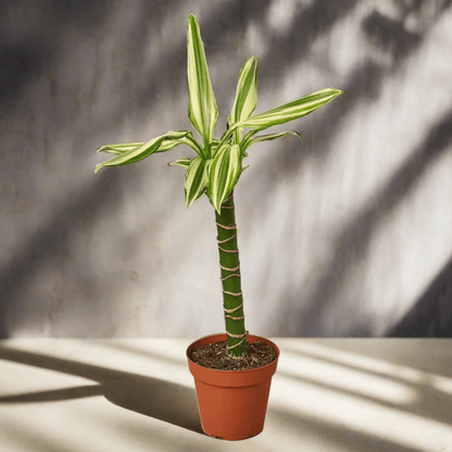 Dracaena 'Sted Sol Cane' - Plantonio