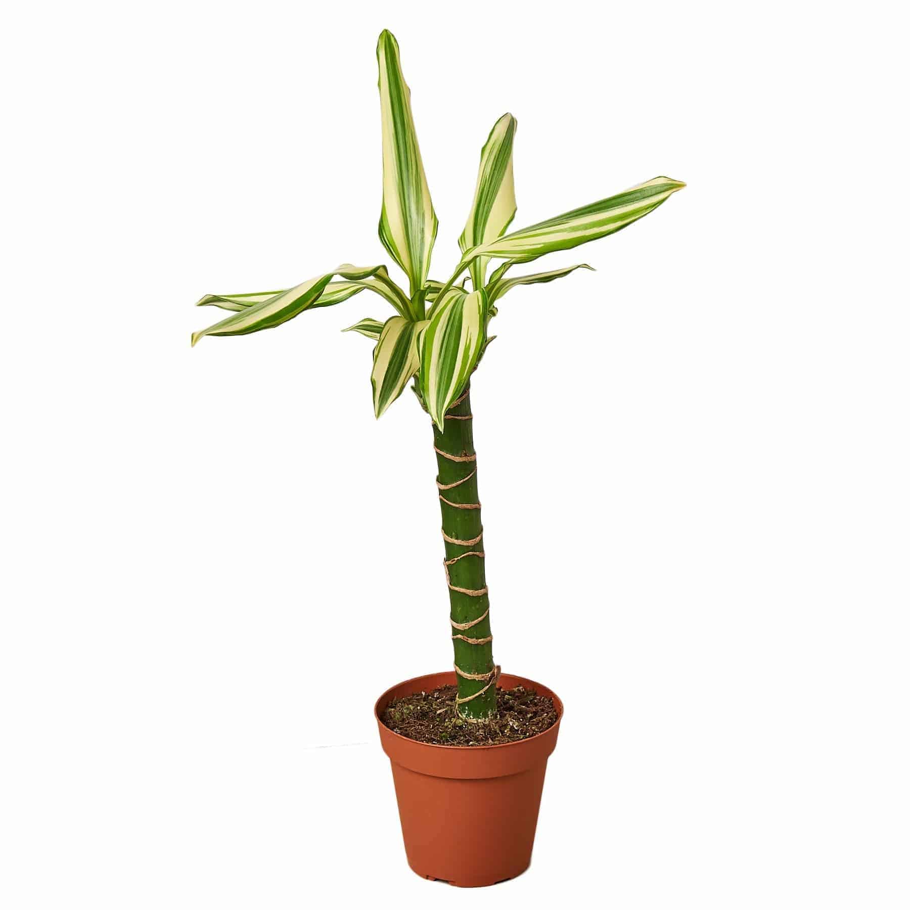 Dracaena 'Sted Sol Cane' - Plantonio