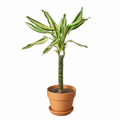 Dracaena 'Sted Sol Cane' - Plantonio