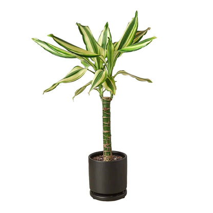 Dracaena 'Sted Sol Cane' - Plantonio