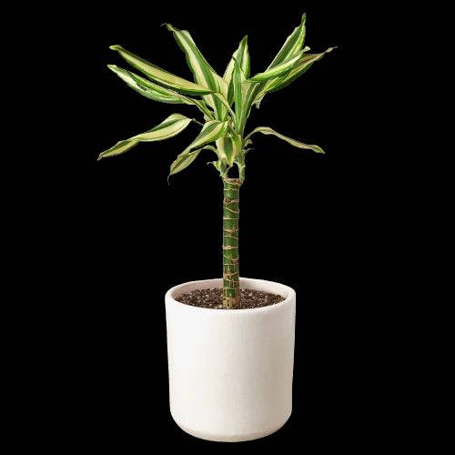 Dracaena 'Sted Sol Cane' - Plantonio