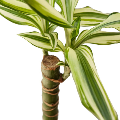 Dracaena 'Sted Sol Cane' - Plantonio