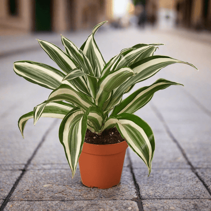 Dracaena 'Warneckii White Jewel' - Plantonio