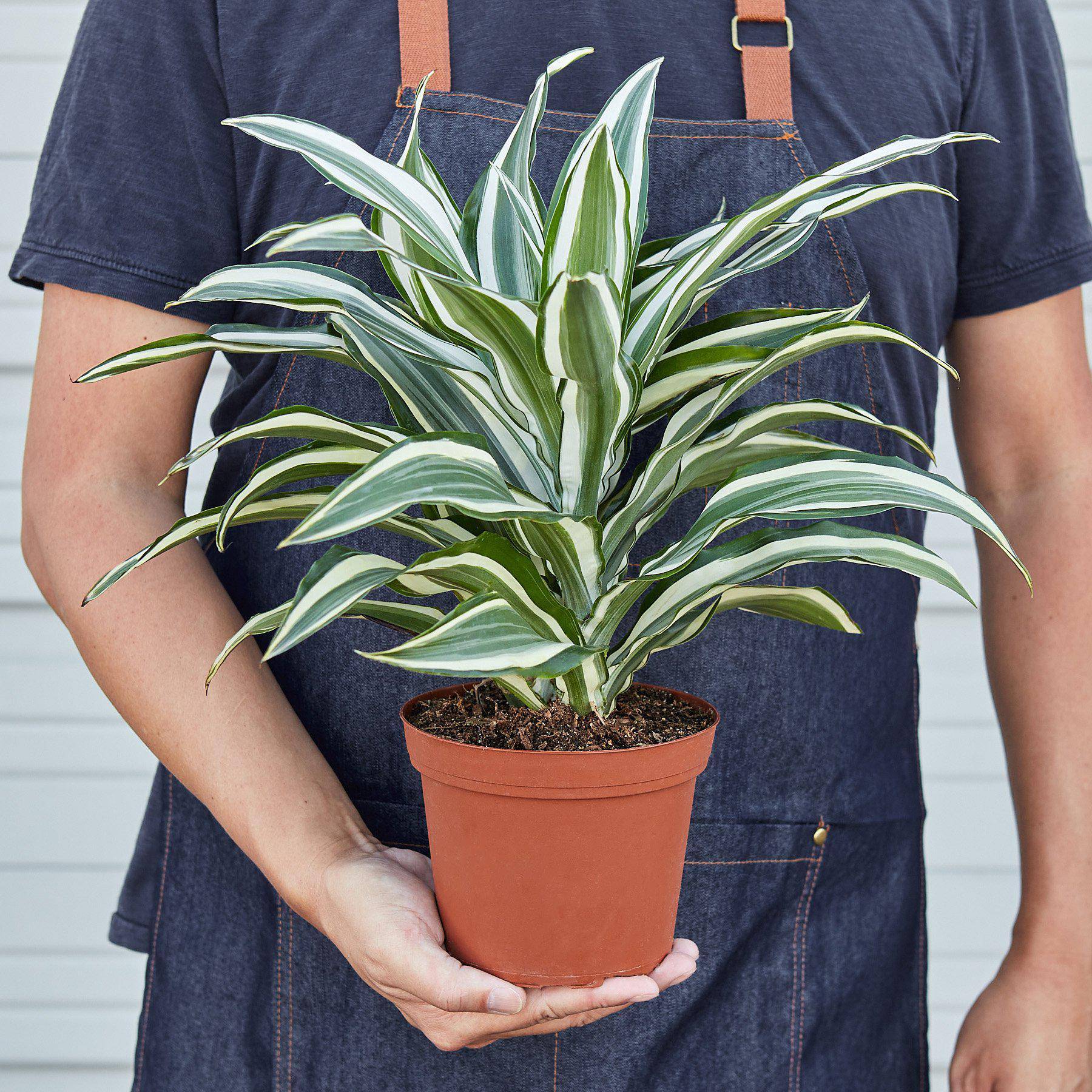 Dracaena 'Warneckii White Jewel' - Plantonio