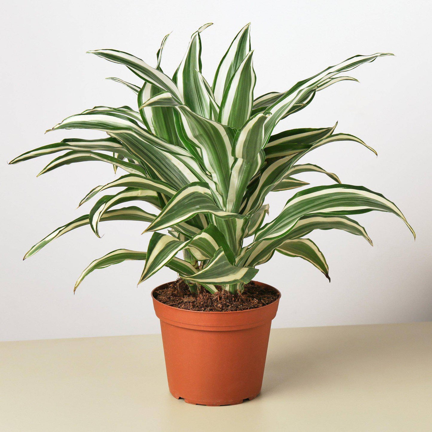 Dracaena 'Warneckii White Jewel' - Plantonio