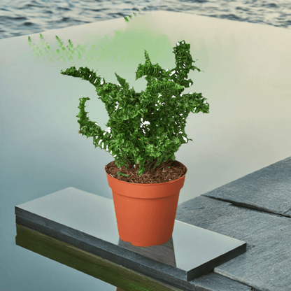 'Emina' Fern - 4" Pot - Plantonio