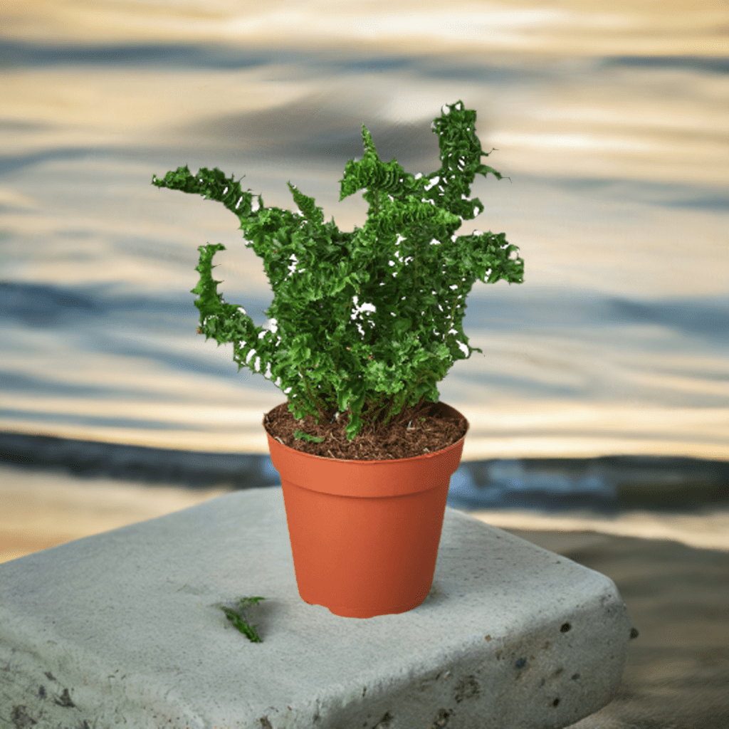 'Emina' Fern - 4" Pot - Plantonio