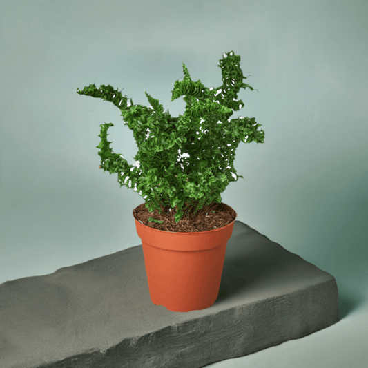 'Emina' Fern - 4" Pot